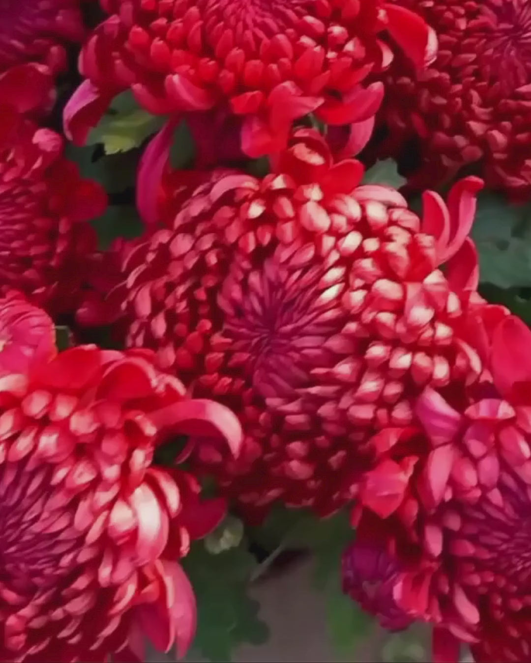 Red chrysanthemum - Oversized Tshirt